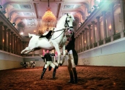 开云体育入口-奥地利马术好手高空执鞭，稳扎稳打的简单介绍