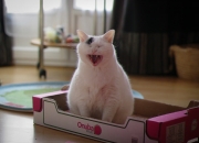 开云-拉梅洛·鲍尔，总决赛夜的天才独舞