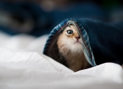 开云-掀翻爵士的那匹狼，在西决成了孟菲斯的幽灵