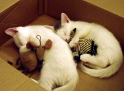 开云下载-克莱，你拿什么解？