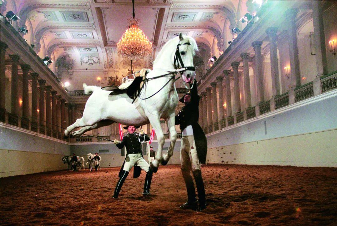 奥地利马术好手高空执鞭,稳扎稳打的简单介绍 奥地利马术好手高空执鞭,稳扎稳打的简单介绍