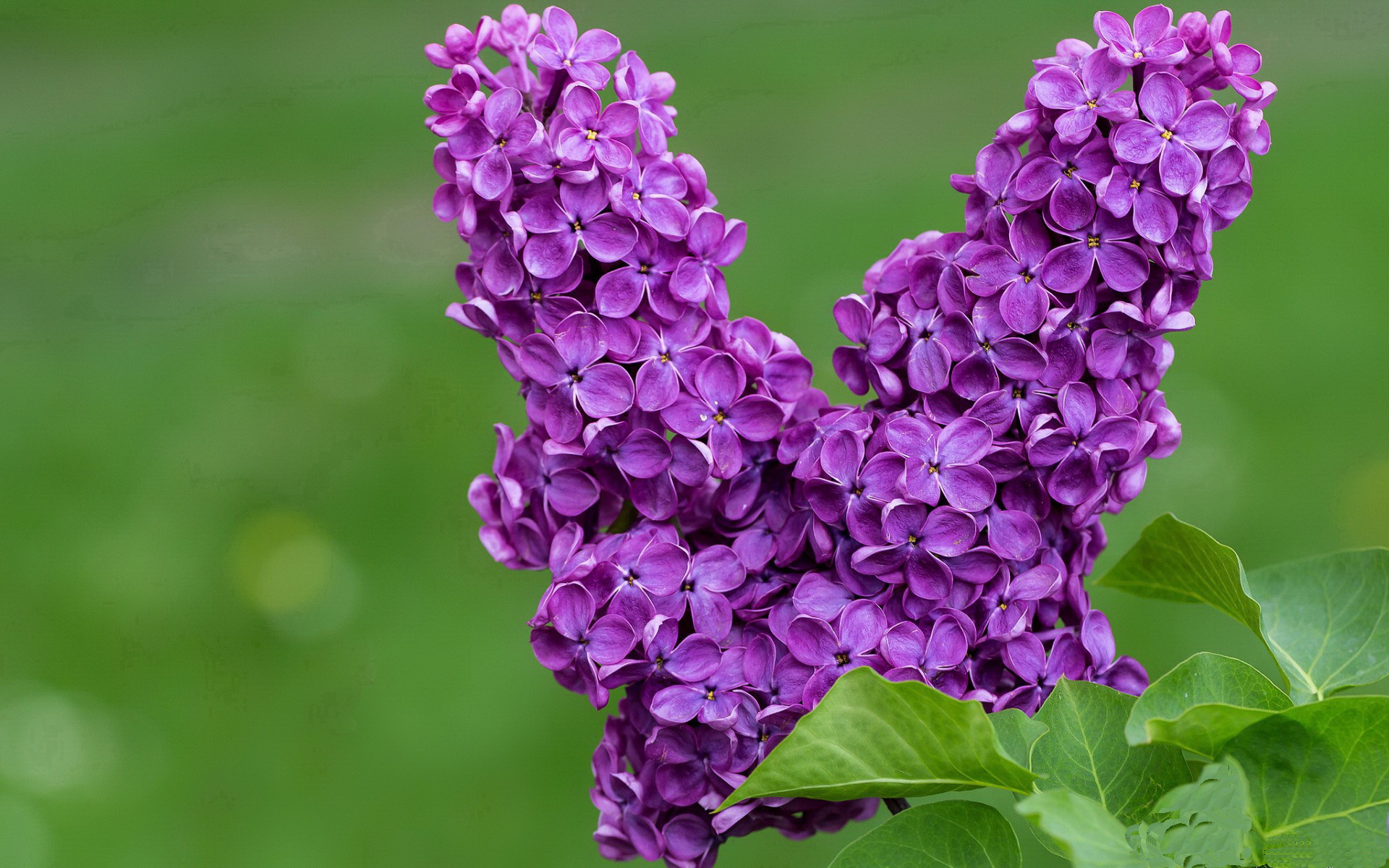 同日双线爆发！欧洲神锋与南美黑马的同频狂飙！