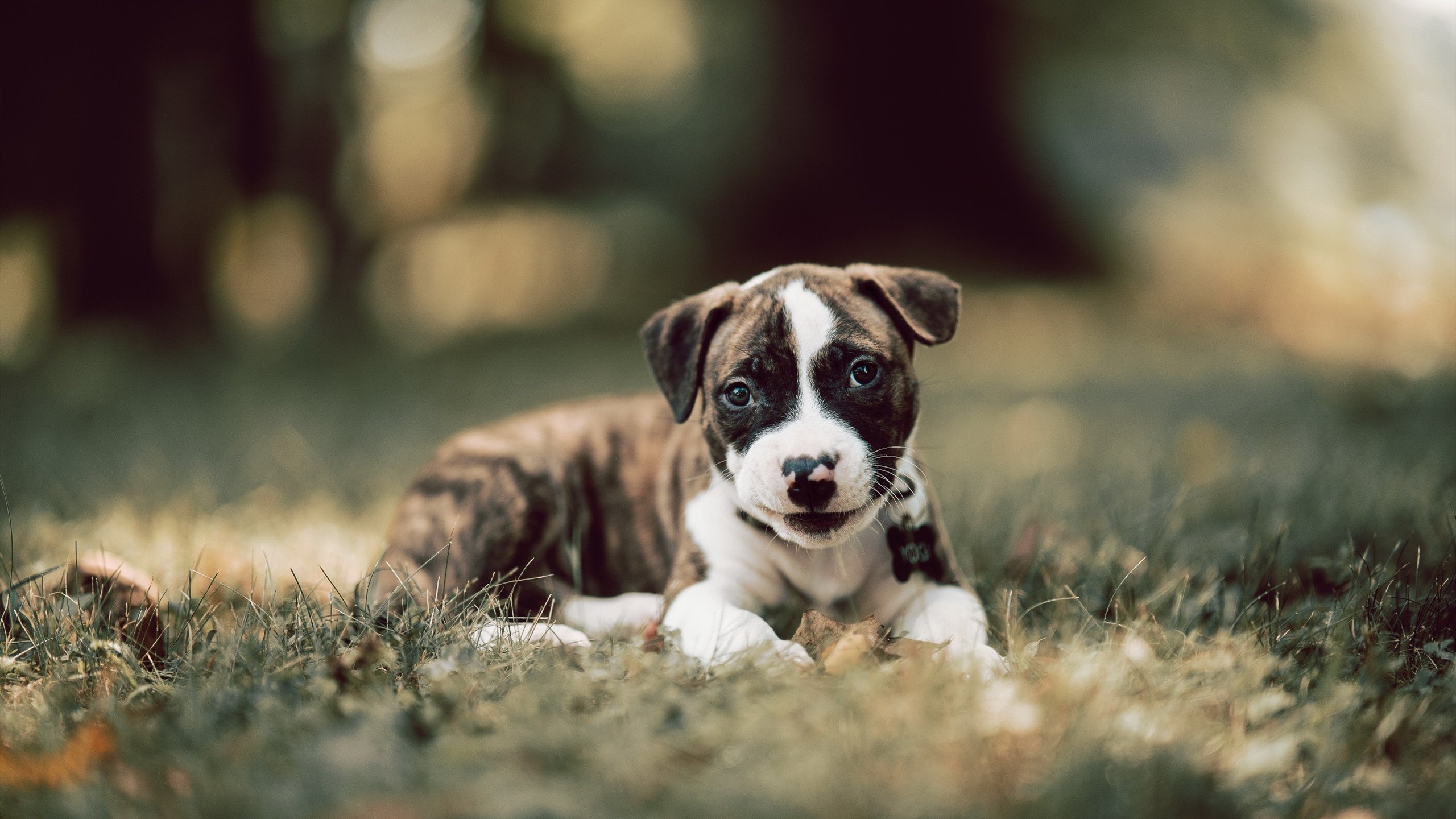 奥利维耶,以冰封之姿,筑起加拿大通往胜利的北境长城