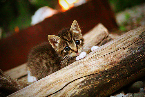 跨洋博弈，爱德华兹的节奏狂想曲与湖人战术矩阵的唯一性暗夜对决