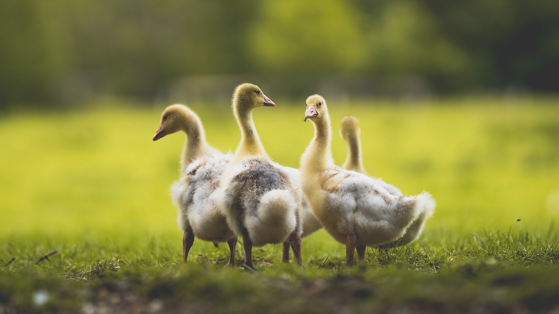 巨星的棋局，梅西的价值与乌克兰的团队华章