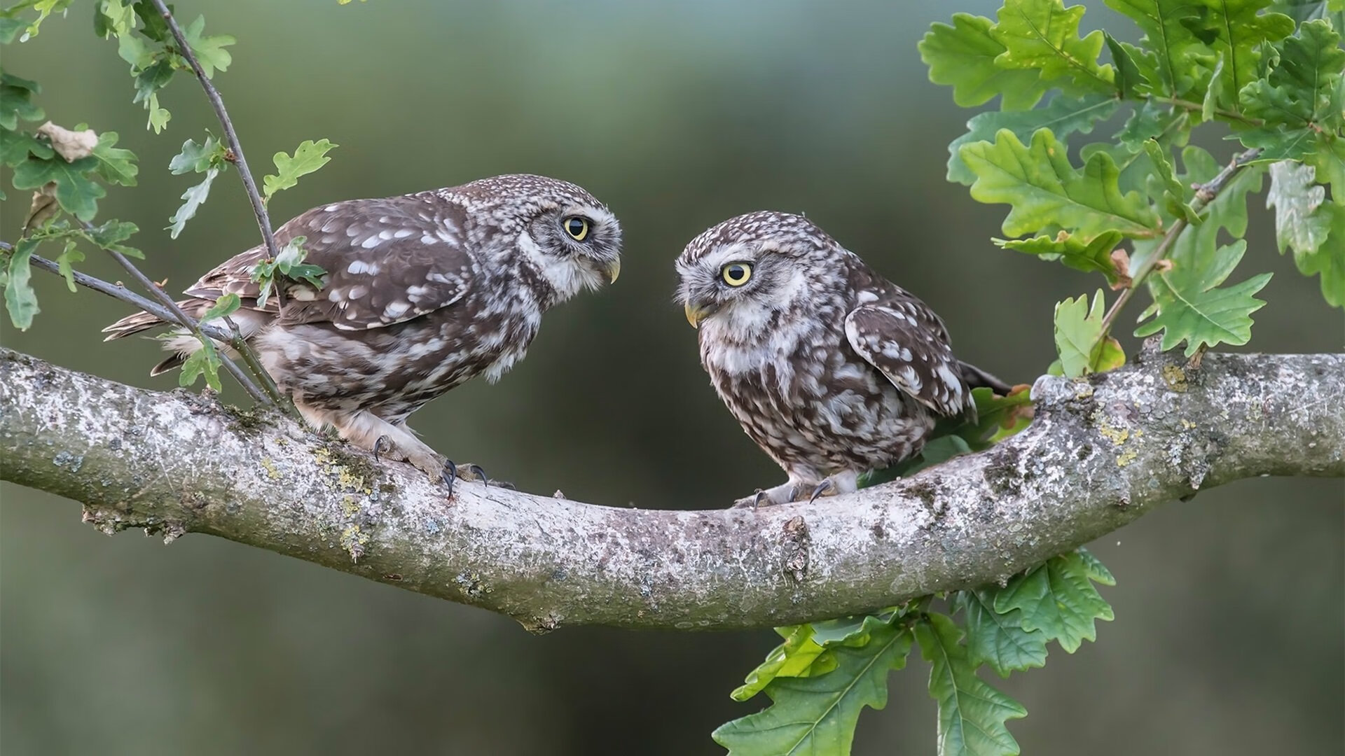 冰与火之歌,马刺三分雨淹没掘金,莫兰特化身铁链锁死对手