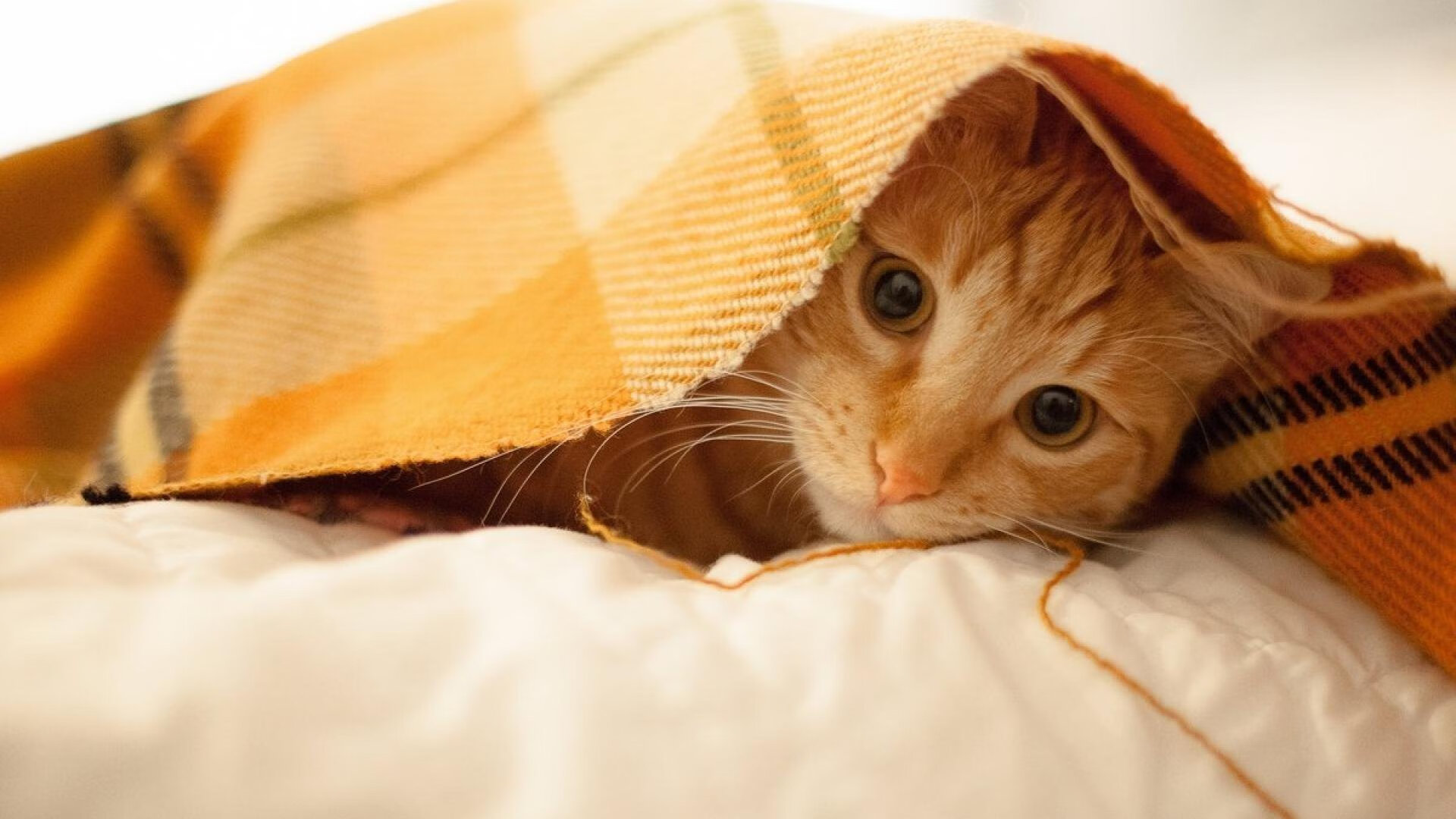 枪声终响，当阿森纳在命运的抢七局终结加纳