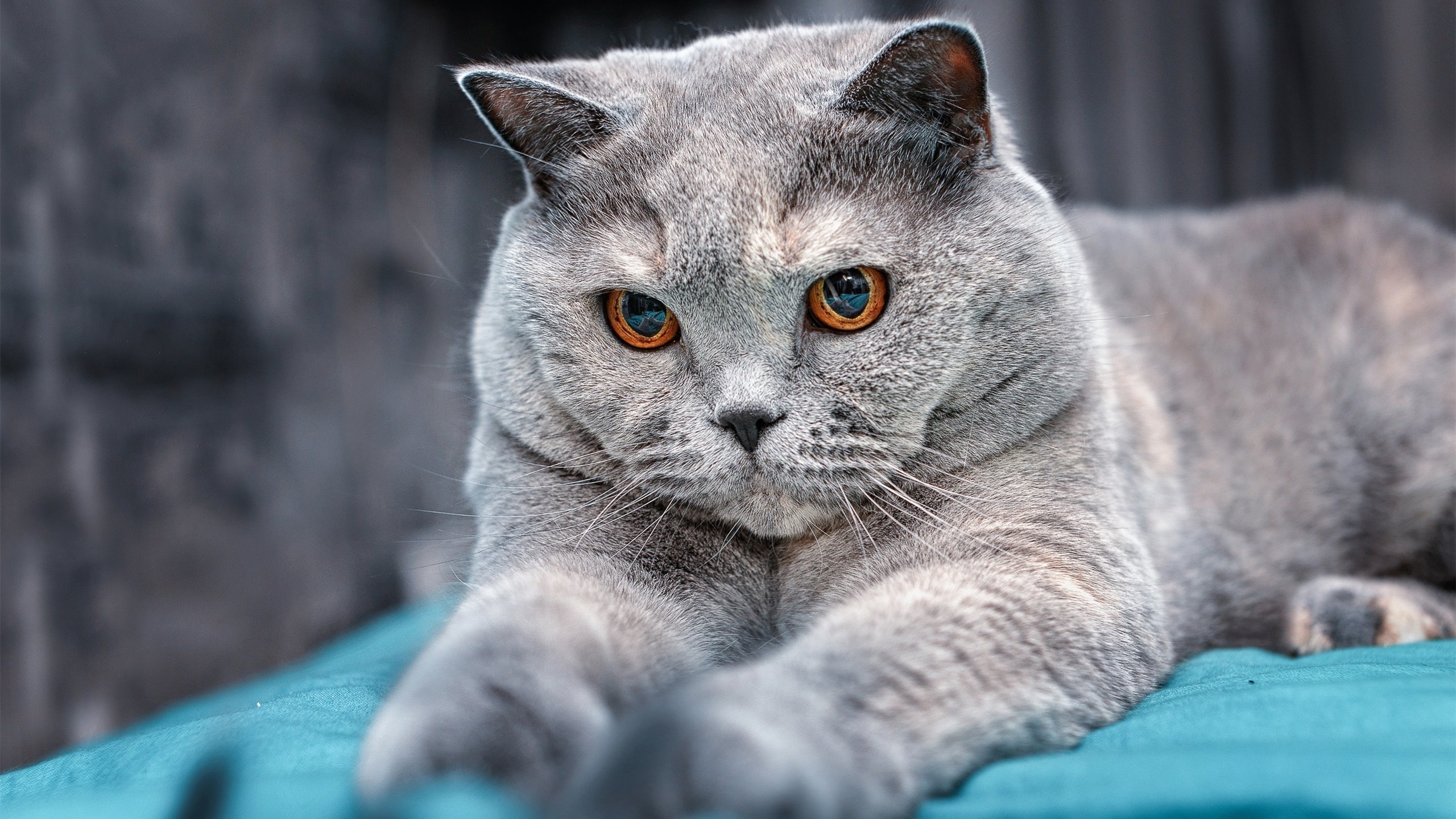 亚平宁的晨雾中，波斯铁骑跪倒在他的脚下