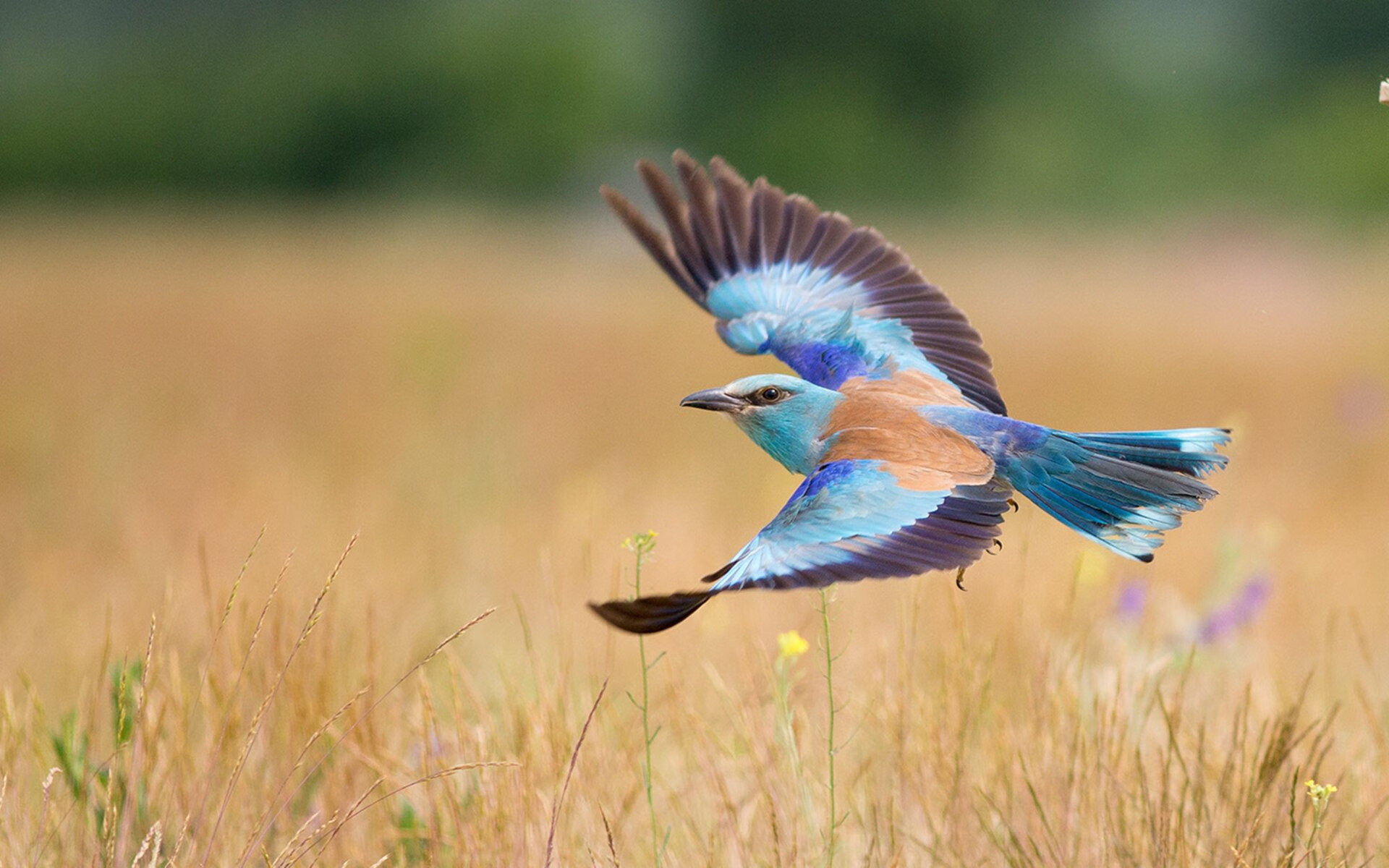 唯一性的对抗,当活塞收割森林狼,克莱在西甲国家德比接管比赛