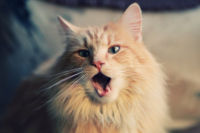 双星定义比赛，字母哥碾压东部 东契奇西部生死战封神