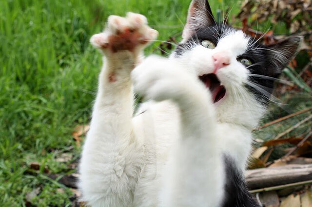 错位时空的绿白风暴,阿尔及利亚国家队踏平皇家社会的战术革命