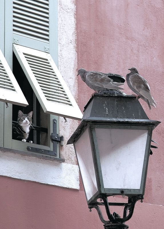 巨人神降临，新秀文班亚马在东部决赛的夜晚，以一记盖帽和两记三分改写历史