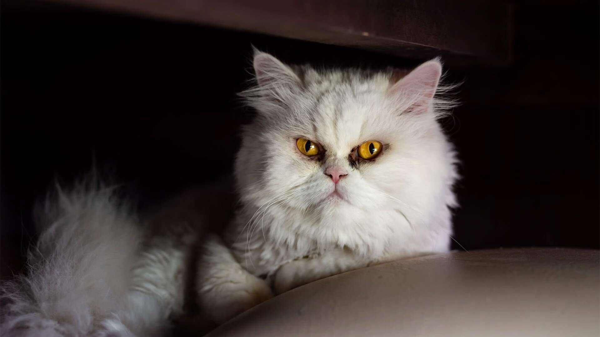 当利物浦铁闸遇见沙漠之狐,一场平行宇宙中的绿茵风暴