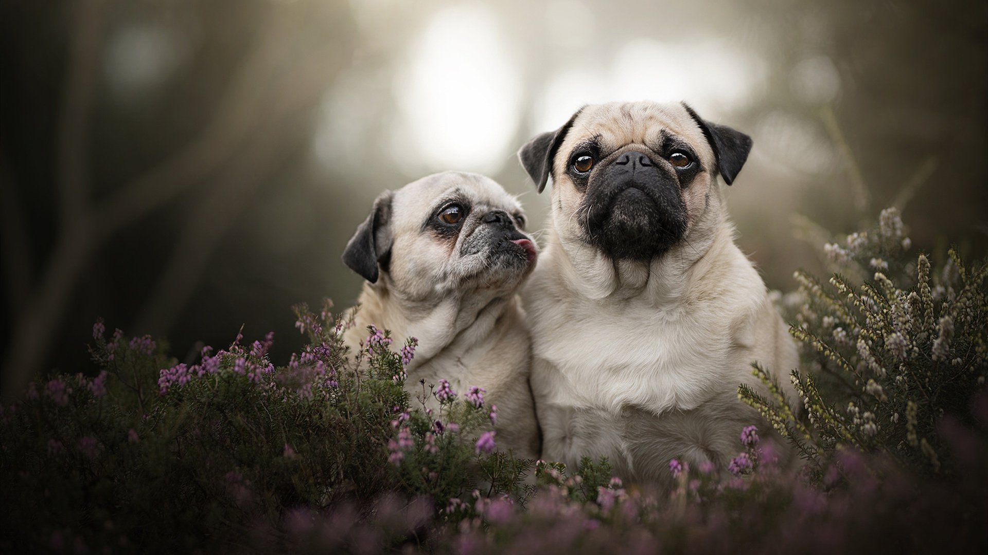 英超争冠夜的点将台，厄德高在焦点战中完成质变