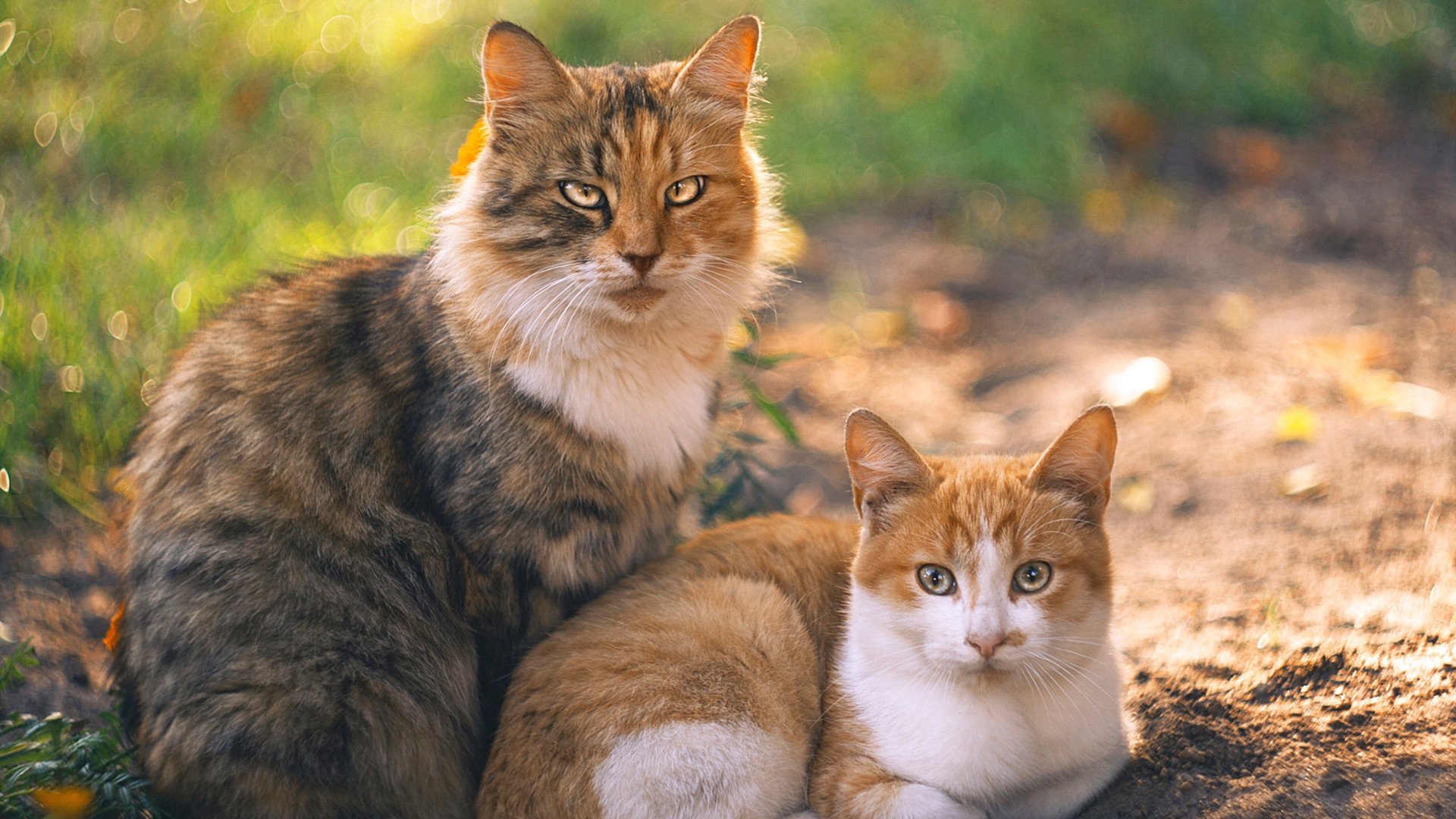北伦敦的意德比，厄德高冠军级表现点燃焦点战之夜
