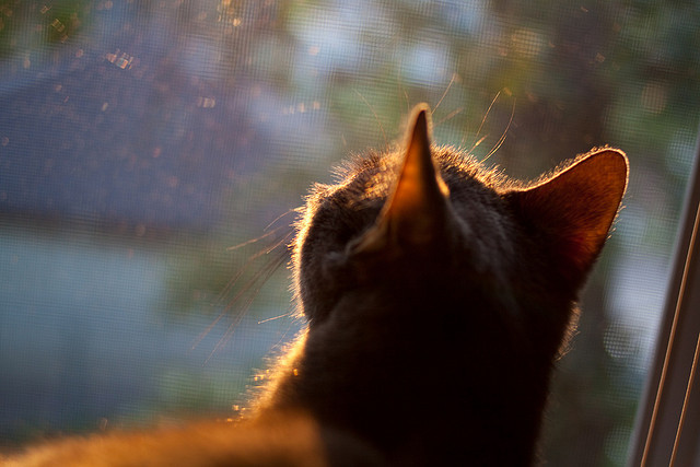 跨越太平洋的篮球之火，当爱德华兹点燃一场不可能的相遇