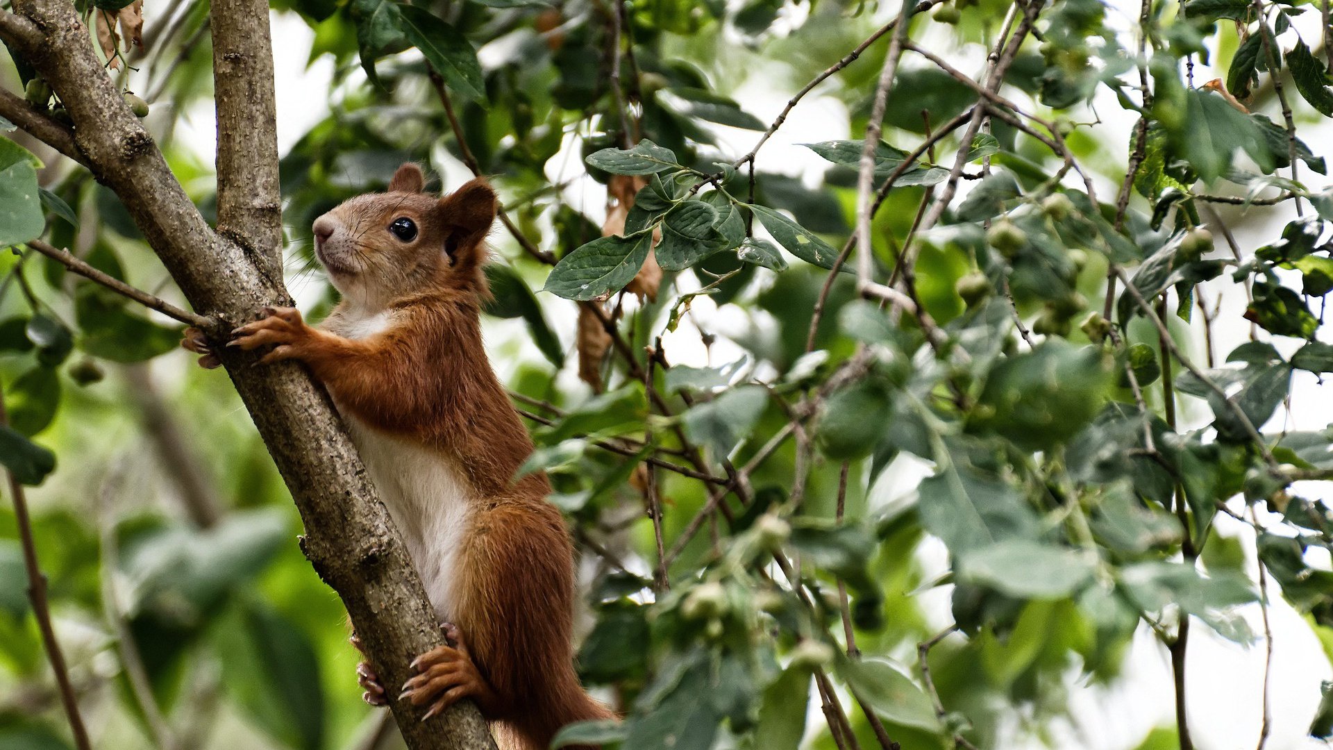 隐形守护者与追猎者，阿拉巴纪录背后的牙买加-尼日利亚宿命对决
