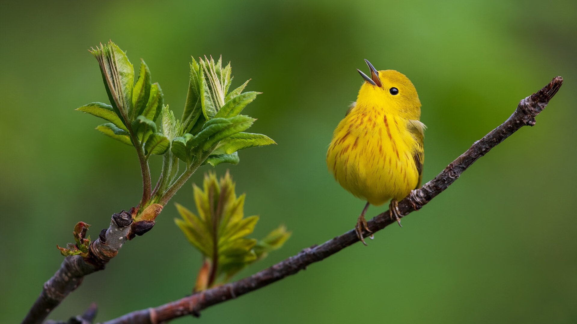 艺术压制与野性统治，当战术体系遇上个人英雄主义
