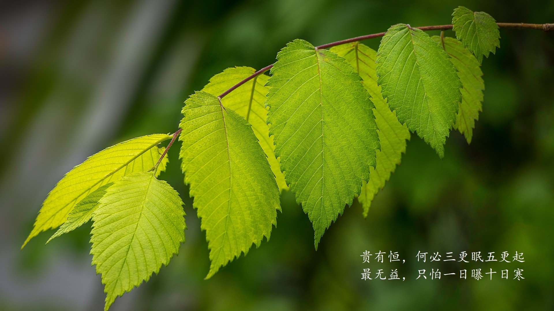 单刀赴会,费利克斯一锤定音,瑞士防反铁幕击碎乌兹别克斯坦世界杯梦